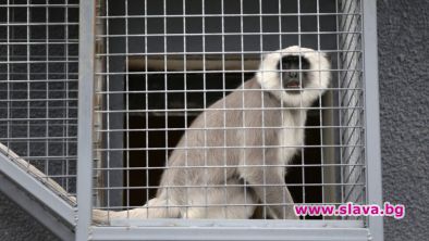 В Зоологическата градина в София се провежда лятно зооучилище Посетителите ще