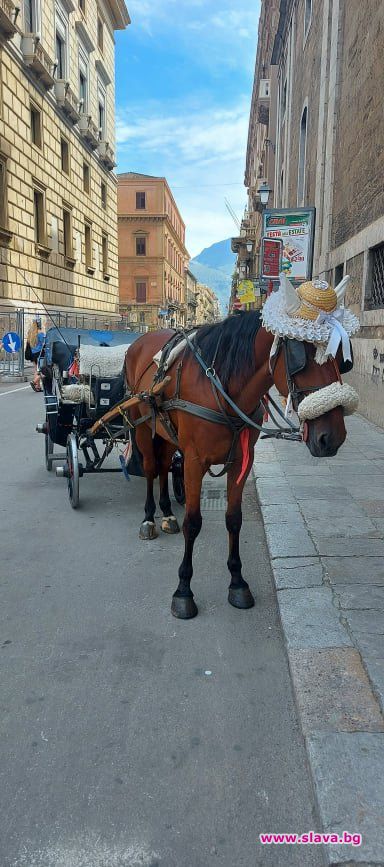 Конете в столицата на Сицилия – Палермо, носят шапки. Мъжките