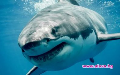 Защо мега акулите стават все по-гигантски