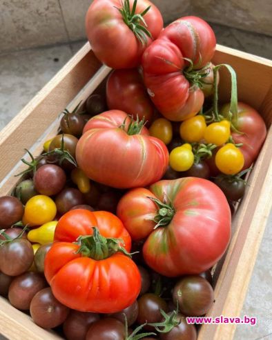 Катето Евро показа реколтата от домати от домашната си градина.