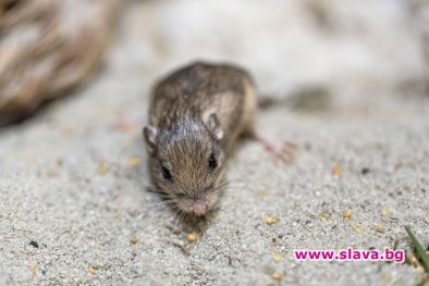 Малка калифорнийска мишка влезе в Книгата за рекорди на Гинес