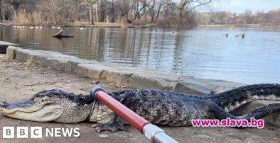 Много летаргичен алигатор е бил заловен в парк в Ню