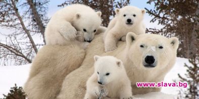 1. Белите мечки несъмнено са едни от най-удивителните животни на