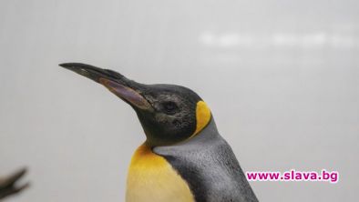 Три възрастни кралски пингвина са били снабдени с лещи за