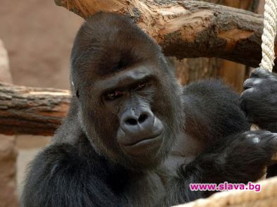 Съдбата на последната горила в плен Тайланд която от над