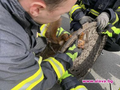 Германски пожарникари съобщиха официално че са освободили несговорчива катерица която
