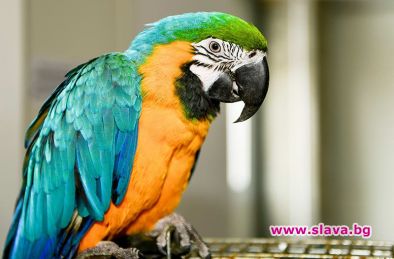 Изневярата на виетнамец е разкрита от говорещ папагал който станал