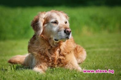 Боби португалско куче което през февруари беше обявено за най старото