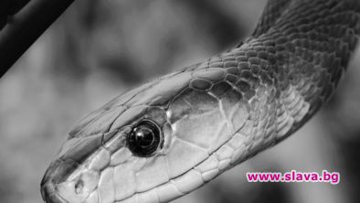 Домакиня от Куинсланд Австралия засмукала отровна змия с прахосмукачката си