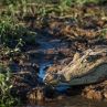 Роди самотна от 16 г. крокодилка от Коста Рика