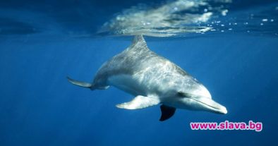 Поредица от нападения на делфини на плаж в Япония Четирима