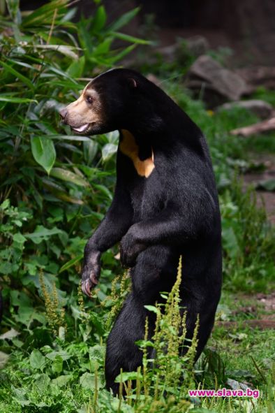 Зоопарк в Източен Китай отрече предположенията че някои от мечките