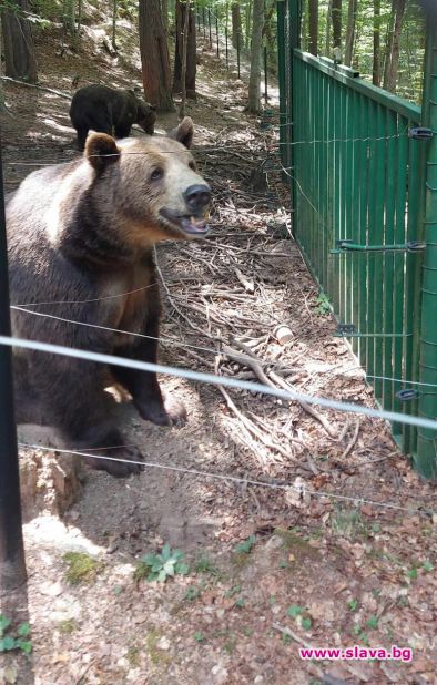 Паркът за мечки в Белица е истински рай Освен голяма
