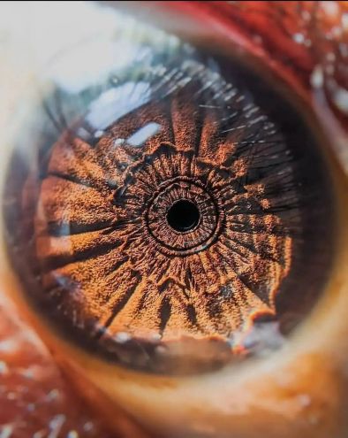 Човешкото око отворената врата към душата Фото на деня
Снимка