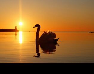 Приморски лебед: Фото на деня
