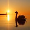 Приморски лебед: Фото на деня