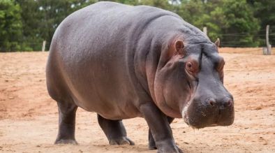 Женски хипопотам в зоопарка в Осака Япония е смятан за