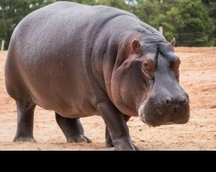 12 години смятали женски хипопотам за мъжки в зоопарка в Осака