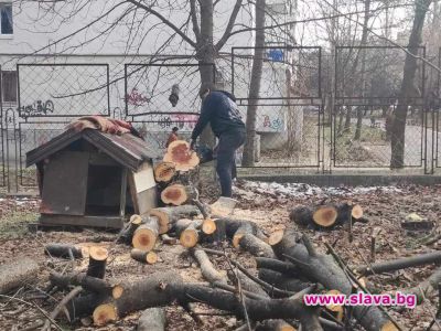 slava.bg : Депутат окастри дървета пред старчески дом