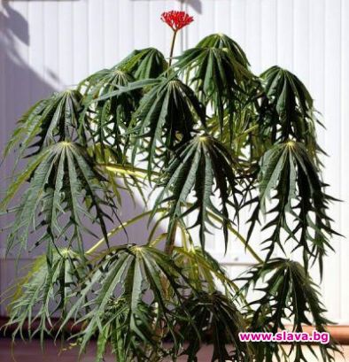 Био-дизел от растение