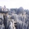 Откриха най-древните гори