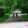 Зелените площи предпазват от депресия