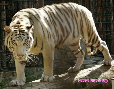 12 г затвор за китаец убил и изял рядък тигър