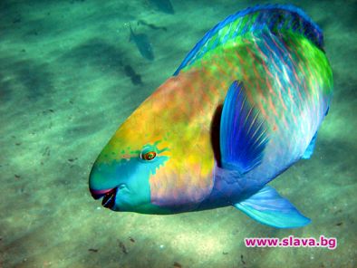 Какво се крие под водите на Червено море?