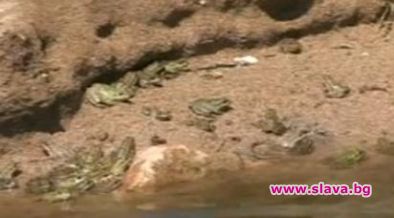 Жаби превземат северните ни плажове