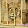 Изпратиха лъвиците Леа и Симона в Южна Африка