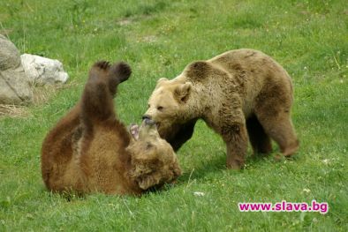 Паркът за танцуващи мечки стана на 10 години