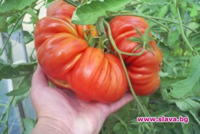 Правим китайски чушки и домати 