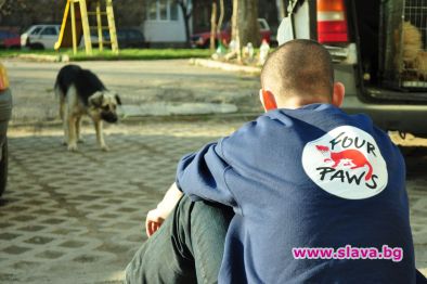 ЧЕТИРИ ЛАПИ ще кастрира бездомни животни в София до Великден