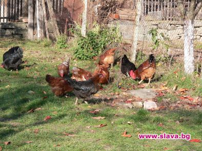 Кокошка стана петел, кукурига