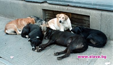 Два нови кучешки приюта в столицата