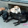 Два нови кучешки приюта в столицата