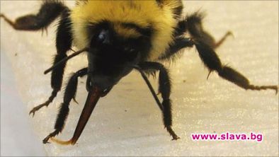 Пчелите извличат най-сладкия нектар