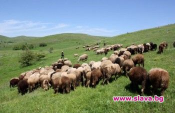 Овчар се изпържи на електрически стълб 