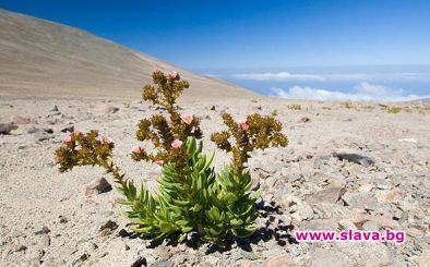 Най-сухата пустиня цъфна