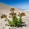 Най-сухата пустиня цъфна