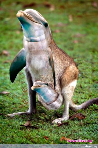 Как животните предричат земетресения