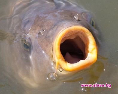 Германец опита да насили шаран 