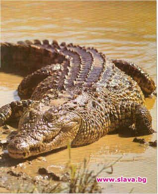 Крокодил нападна рибари