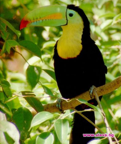 Екзотични птици задържаха митничари