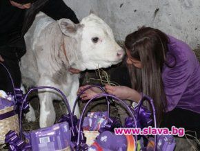 В Сърбия се роди лилаво теле тип 