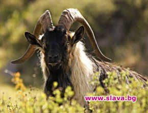 Слагат GPS на 10 диви кози от защитен вид