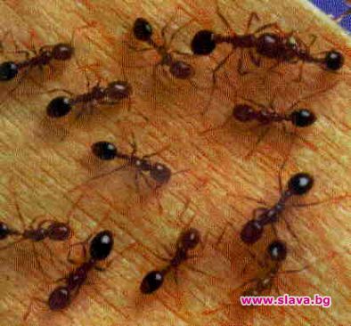 Мравките помнят враговете си