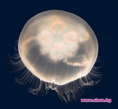 Създават робот с формата на медуза 