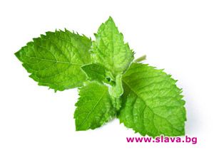 Мазила с дъх на мента са новата мода сред дамите 