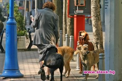 Зоополиция за бездобните кучета 